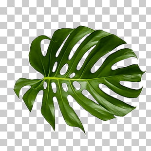 Leaf Swiss cheese plant Palm branch Art Tropics, tropical leaves, illustration of green leaf PNG clipart