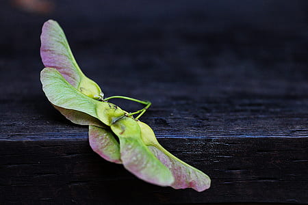 wood, plant, fall, seeds thumbnail