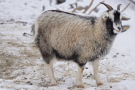 gray and black sheep on ground thumbnail