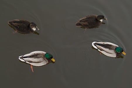 two pairs of mallard ducks floating on water thumbnail