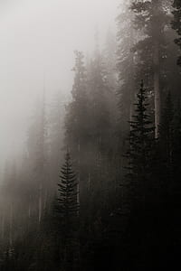trees covered with fogs thumbnail