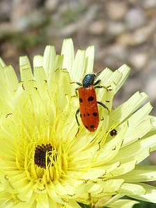 Mylabris Quadripunctata, Ladybug thumbnail