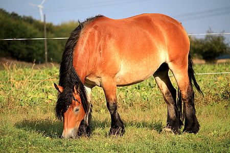 brown horse on field thumbnail