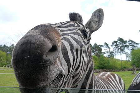 zebra behind fence thumbnail