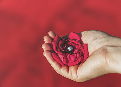 person holding red petaled rose thumbnail
