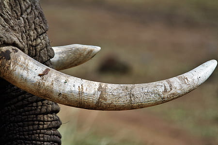 elephant trunks thumbnail