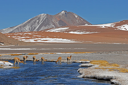 landscape photography of herd of camel on body of water thumbnail