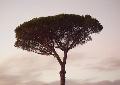 green leaf tree under cloudy sky thumbnail