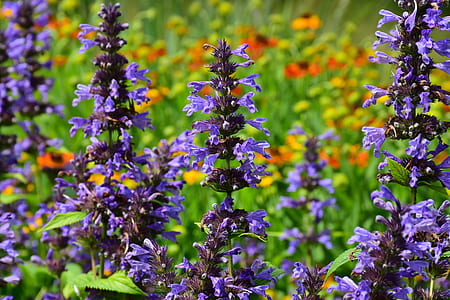 purple flowers in shallow focus lens thumbnail
