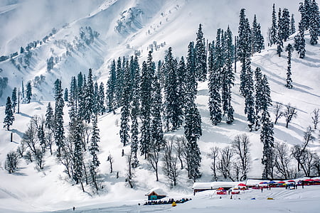 snow covered pine trees on mountain thumbnail
