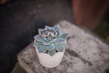 green succulent plant in white pot thumbnail