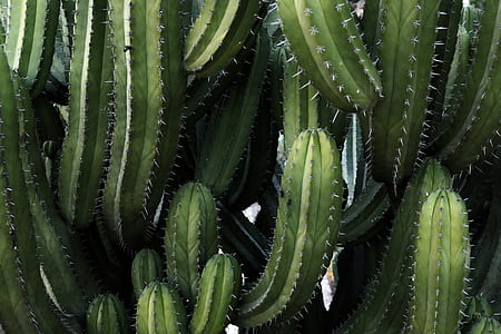 green cactus plants thumbnail