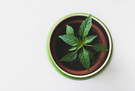green indoor plant thumbnail