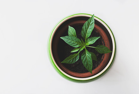 green potted plant thumbnail