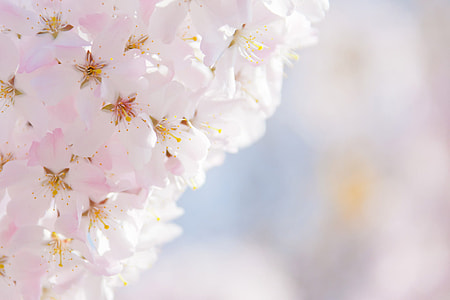 selective focal photo of pink cluster-petaled flowers thumbnail