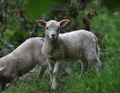 two gray lambs on grass field thumbnail