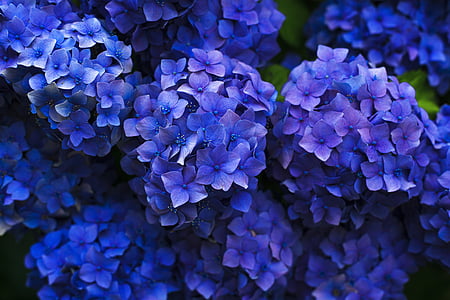 macro shot of purple flowers thumbnail
