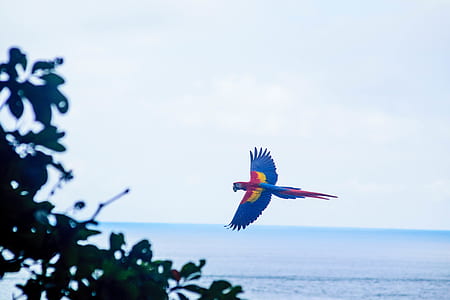 blue and red macaw hovering near tree and ocean thumbnail