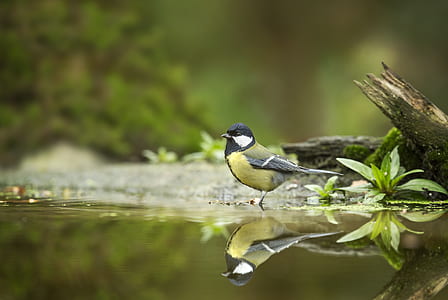 Black and Gray Bird on Body of Water thumbnail