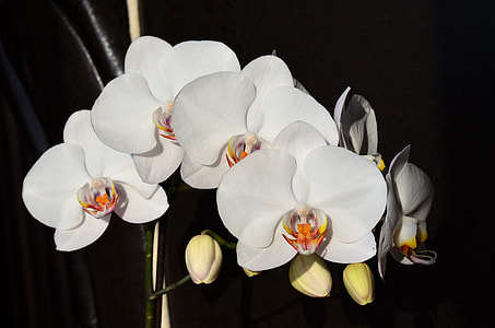 white flowers thumbnail
