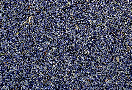 lavender, dried, plant, herbal, natural, flower thumbnail