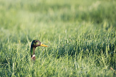 mallard duck on grass covered ground thumbnail