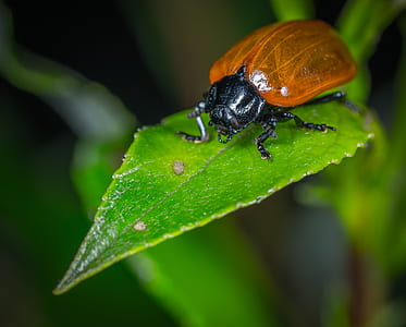 brown june beetle on green leaf thumbnail