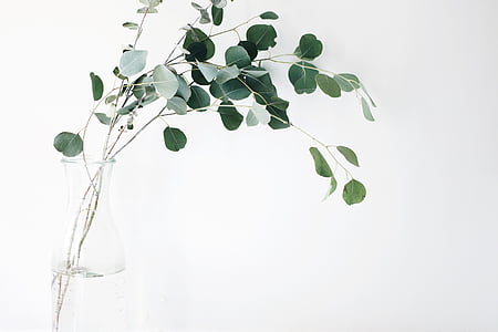 green moringa plant on clear glass vase thumbnail