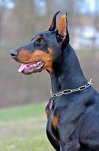 selective focus photography of Doberman Pinscher thumbnail
