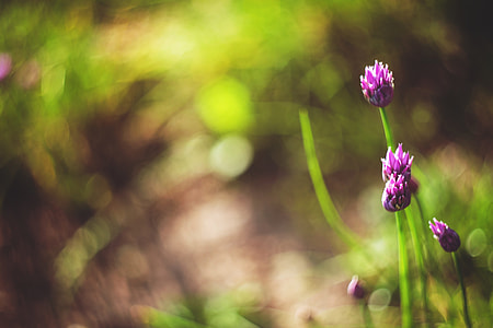 selective focus photo purple flower thumbnail