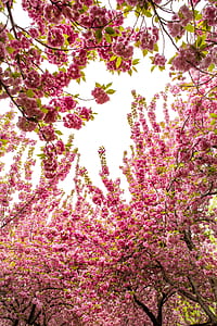 low angle photo of pink flowers at daytime thumbnail