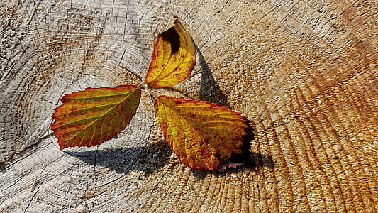 yellow and red leaf thumbnail