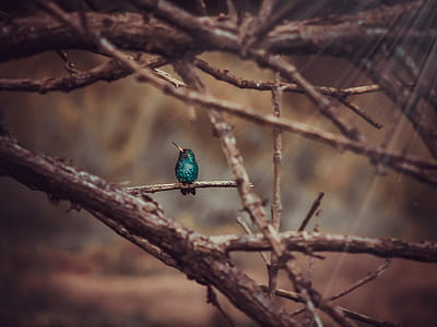 teal and black bird perched on branch thumbnail