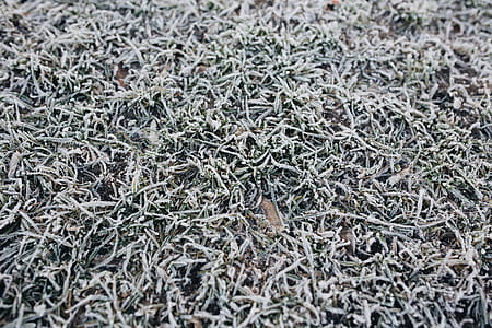 Frost covered grass in the morning thumbnail