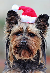 Yorkshire terrier wearing Santa Claus hat thumbnail