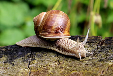 close-up photo of brown snail on wood thumbnail
