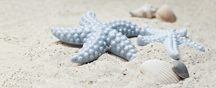 blue star fish on white sand thumbnail