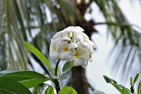 selective focus of white plumeria flower thumbnail