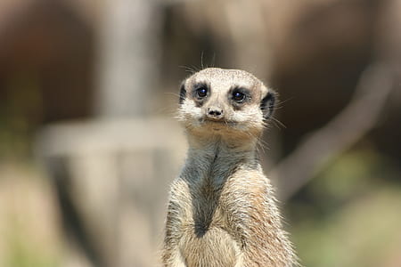 standing meerkat during daytime thumbnail