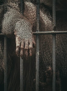 brown ape behind grey bars thumbnail