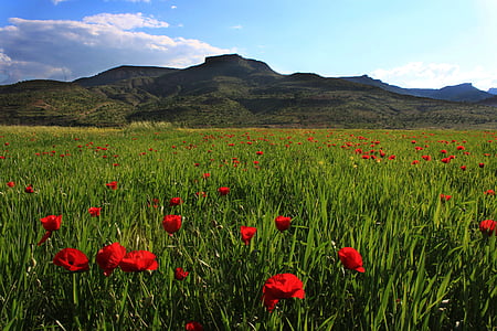 green field with red flowers thumbnail
