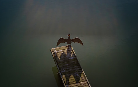 bird at the edge of a pathway thumbnail