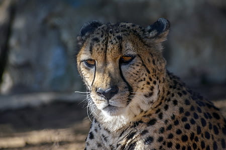 close-up photography of leopard thumbnail