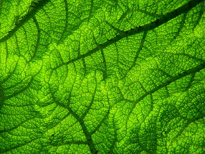 green leaf cloth thumbnail