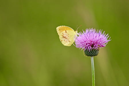 shallow focus photography of yellow butterfly on pink flower thumbnail