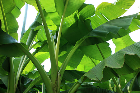 closeup photo of green banana leaf plant thumbnail