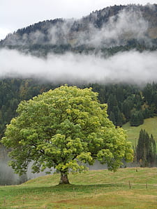 green leafed tree beside mountain thumbnail