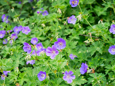 selective focus photography of purple petaled flowers thumbnail