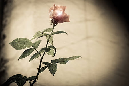 selective focus photography of pink rose thumbnail
