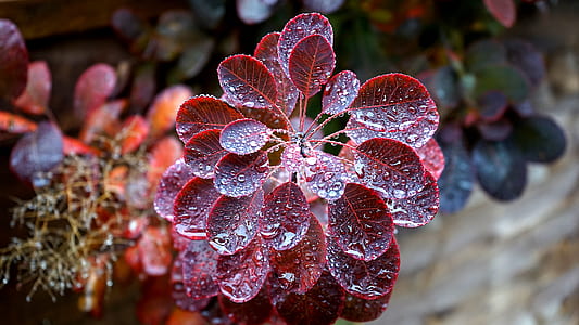 nature, plant, blur, leaves thumbnail